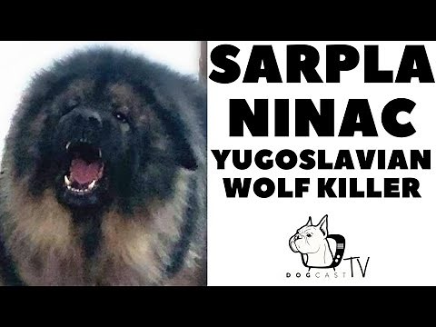 SARPLANINAC, The Yugoslavian Wolf Killer Dog! DogCastTV!