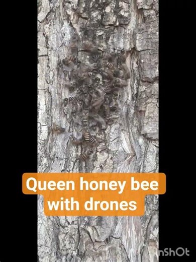 queen honey bee with drones Amazing