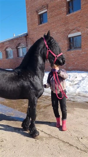 Продаётся жеребец фризской породы. https://akhaltekellc.com Telegram ,Whats app +7-916-403-90-33