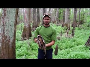 Animal Bytes: The Nine Banded Armadillo