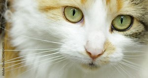 Close Up Of a Pretty Tortoiseshell Young Cat Meowing. Walking Off To The Outdoors. Ready To Explore the OutDoors. Staring At Camera.