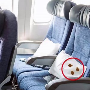 "I hoped that one was a flax seed or an apple seed. Then it started crawling...” http://www.travelandleisure.com/airlines-airports/bed-bugs-on-plane | Travel Leisure