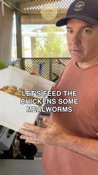 NEW MEALWORM VIDEO COMING SOON! 2000 SUBS! #mealworms #mealwormfarm