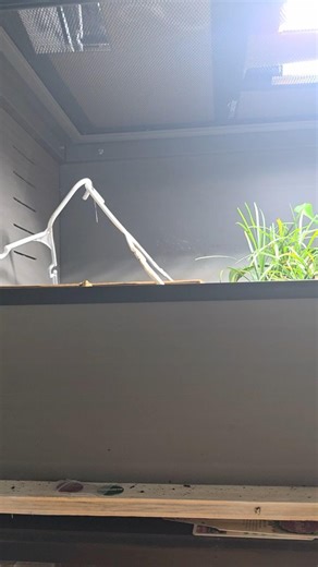 boxturtle water dish hangers. #turtle #boxturtle #enclosure