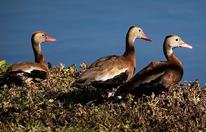When and where can you hunt ducks in Florida? What to know about waterfowl hunting season