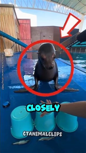 Seal Exposes an Unfair Trick in Seconds #shorts
