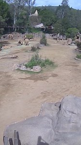 Video shows African elephants at a zoo forming an "alert circle" around a calf to protect it during an earthquake in Southern California. #elephants #sandiego #zoo #safaripark #earthquake #reels | WNEMTV5news