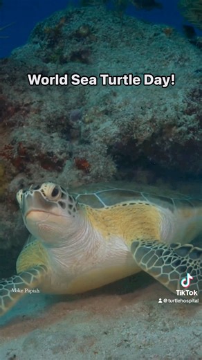 Happy World Sea Turtle Day From Everybody at The Turtle Hospital! 🎉 This week, we took a look at all kinds of sea turtles, some big ones, some little ones, and even some green ones. It was all to lead up to today, World Sea Turtle Day! 🌎🐢 World Sea Turtle Day is today because June 16th is also Dr. Archie Carr’s birthday. 🎂 Dr. Carr is remembered for his great legacy of sea turtle biology and spreading awareness for the exploitation and habitat loss that sea turtle populations face globally. 