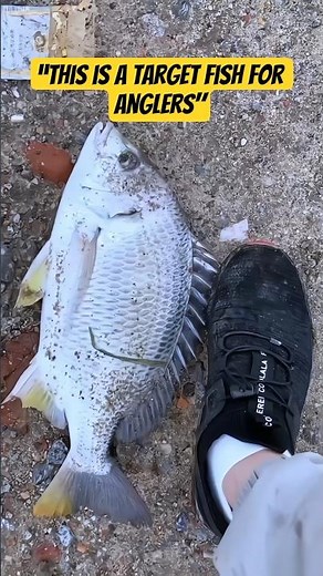 This is a target fish for anglers 🐟