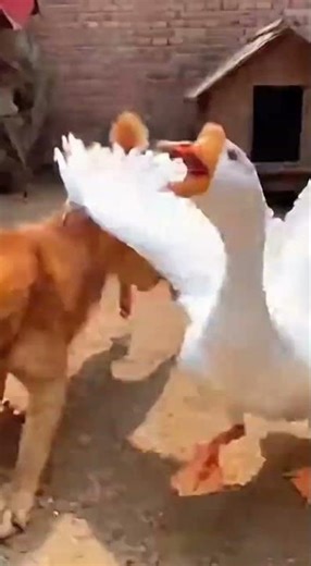 Doga and duck chasing. #animals #duck #pets