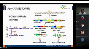 基于Direct RNA测序的Poly(A)长度分析和文献解读