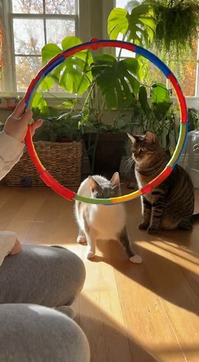 Cute Cats Jumping Through hula hoop🐈⭕ - AI-assisted #cats #catlovers #cutecats #playfulcats #cattricks #PetTraining #funnycat #catvideos #PetMoments #catjump #hulahoopcats #catplaytime #WholesomePets | Critter Caught