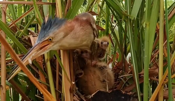 9.1K views · 480 reactions | Mother Bird Eats Delicious Food On The Nest | Border Birds | Facebook