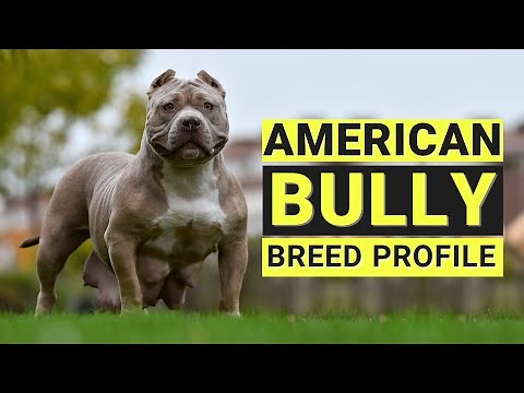 American Bully Dogs 101: Unleashing the Secrets of an Extraordinary Breed!