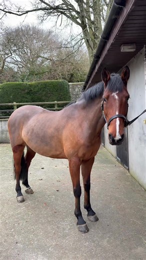 Understanding the Risks of Being Bucked Off a Horse