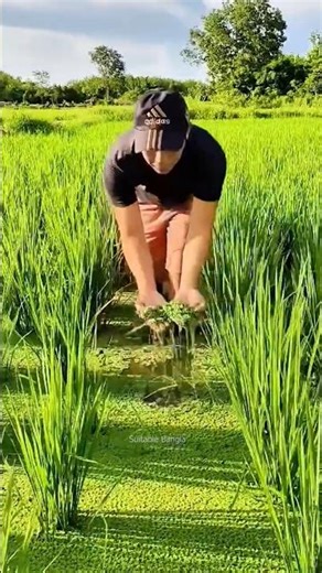 ধানক্ষেতে অ্যাজোলা চাষ দ্বিগুণ লাভ | Rice Field