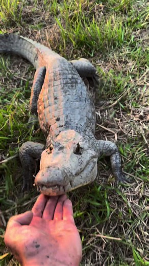 Exploring Colombia: The Quest for a 20-Foot Anaconda