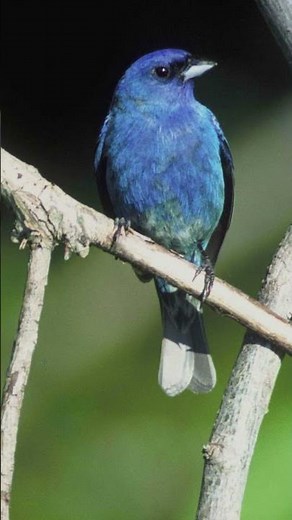 Indigo Bunting Bird Song Video: Nature Sound Effects