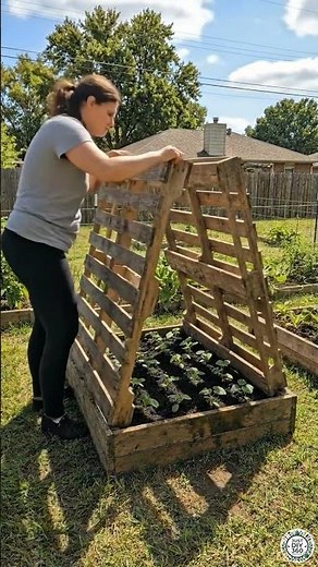 DIY Organic Cucumber Planting Bed Setup Using Wooden Pallets in Backyard Garden #cucumber #organic