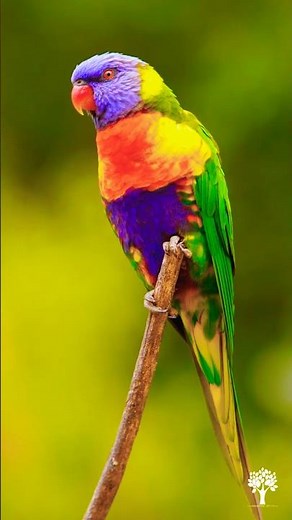 Rainbow Lorikeet