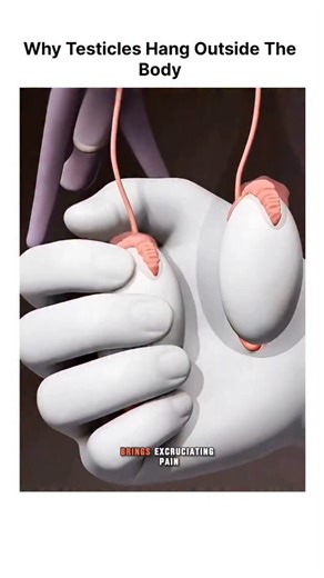 BIOLOGY | MEDICAL | HEALTH on Instagram: "Testes hang outside the body in the scrotum because sperm production (spermatogenesis) requires a cooler temperature, about 2-3°C (3.6-5.4°F) lower than core body temperature, which is achieved by this external placement and the scrotum's temperature control system. This cooler environment is crucial for healthy sperm development, as higher internal body temperatures would impair fertility. The scrotum's thin skin, muscles, and blood vessels act like a t