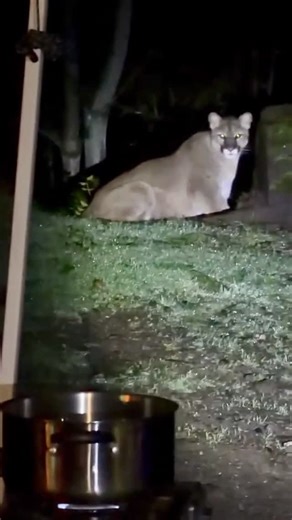 We Love You Hikers ❤️ on Instagram: "My hikers, if a cougar enters your camp, this is not a random moment. It’s a test of awareness. Cougars do not attack impulsively. They observe, calculate, and wait. Understanding how they think changes the outcome. What to do if you encounter a cougar in your camp First, resist the instinct to run. Running activates the cougar’s predatory motor pattern. Their brain is wired to chase movement, not confidence. Stay upright and expand your silhouette. Cougars a