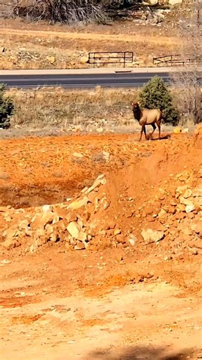 3 female elk #cute #wildlife #outdoors #elk #female #animals #nature