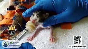 1.5K views · 112 reactions | Join us on Tuesdays at 1 pm for live Facebook video from the kitten trailer! Watch and interact as staff and volunteers feed, clean, and care for newborn kittens. Learn how your support of the Kitten Triage Program saves lives. #KittenTriageTuesday | Multnomah County Animal Services | Facebook