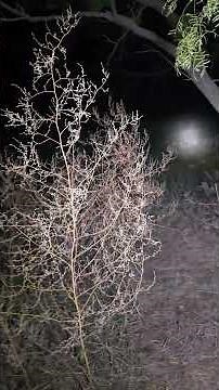 alien? Bigfoot? white tail split toe...