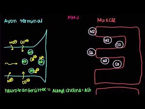 Neuromuscular Junction, Motor End-Plate