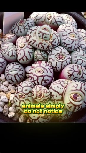 Lithops: The Plant That Looks Exactly Like a Stone! 🌵😱 #Lithops #LivingStones #WeirdPlants