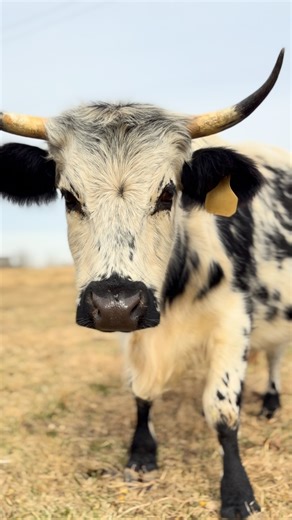 Oh my sweet MagPie! I simply can’t wait for your baby! ❤️🍼❤️🐮 | Ridge Runner Farm