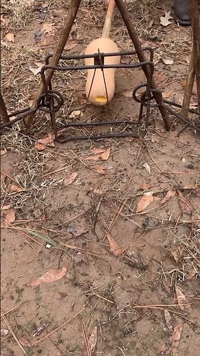 Witness the power of the Conibear trap #hunting #trapping￼