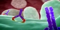 Mechanism of Action Animation for Rituxan, a...