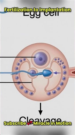 How Life Begins, Fertilization to Implantation 👶#shorts #miracleinmotion