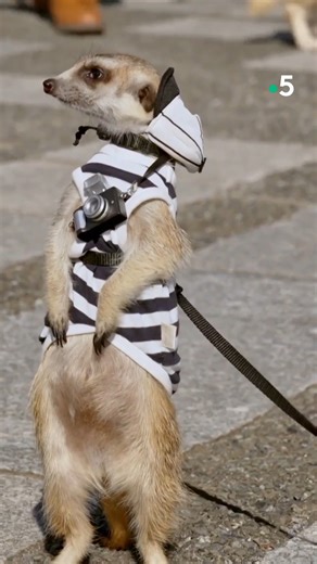 19K views · 379 reactions | Bienvenue au festival du ramen  @Ismaël Khelifa vous emmène au #Japon dans des Echappées Belles inédites, demain soir, à 21h sur France 5 ! Pour (re)voir ces #EchappéesBelles sur France tv ➡ bit.ly/EchappeesBellesReplay Bo Travail, Franck Poirier, Hyacinthe Lapin, Théo Clamart, Maxime Souville, Noëmie Beillon | Echappées Belles | Facebook