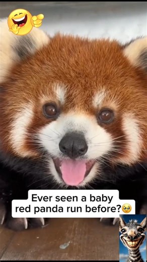 OMG 😂 Cutest Panda Comedy Videos Ever! 🐼💖 #funnyshorts #funnyanimals #cutepets #viralshorts #panda