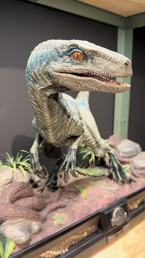 Hello Blue 🙋🏼‍♂️ ~~~~~~~~~~ #jurassicworld #blue #velociraptor #fyp #dinosaur