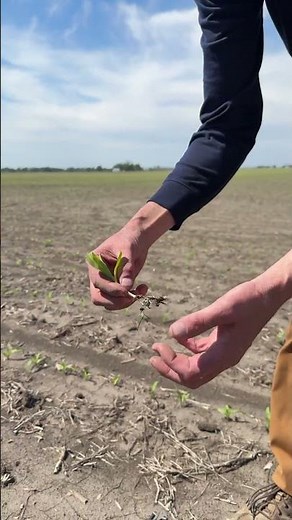 How Every Bag of Doritos Is Made