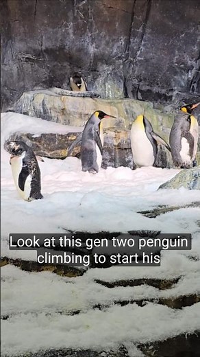 These Penguins Are AMAZING! 🐧 Inside SeaWorld Orlando’s Icy Penguin Habitat #Shorts