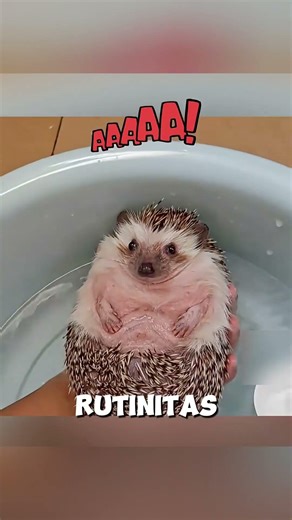 Lagipula, bagaimana mungkin seekor anjing dapat menghidupi keluarga pemiliknya dengan mencuri landak