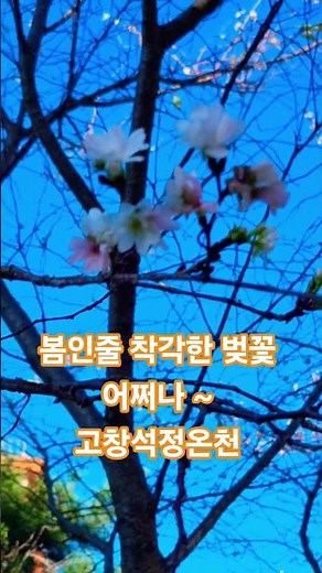 봄인줄 착각한 벚꽃 어쩌나 ~ 고창석정온천 #자연 #벚꽃 #꽃 #나무 #벚나무 #온천 #석정온천 #고창석정온천 #가을