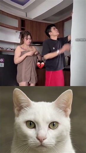 Try Not to Laugh Challenge 549😂#cat #funny #viral #reaction