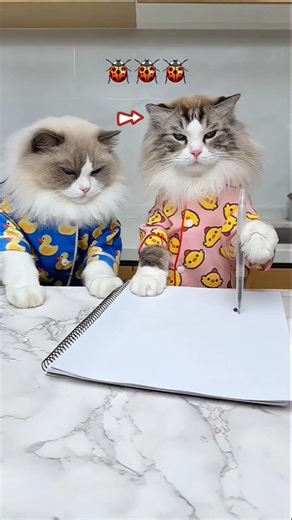 These Cats are Playing with Lady bug 🐛