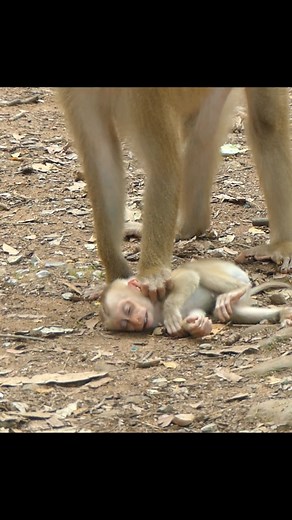The poor baby wipes his tears with tiny hands | Beecraft 02