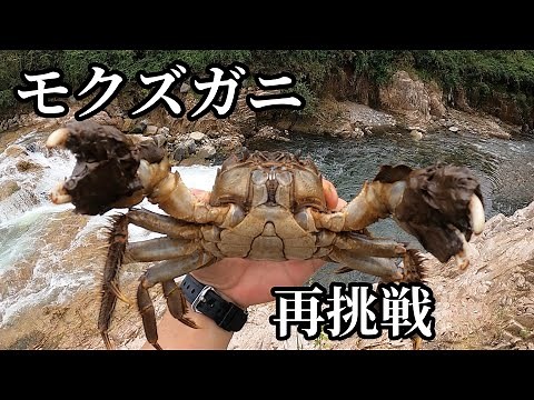 大型現る！モクズガニ獲りのリベンジをして来ました