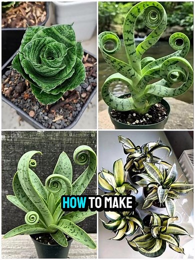 How to Make a Snake Plant Grow in a Spiral or Circle Shape 😍 | Garden Tricks