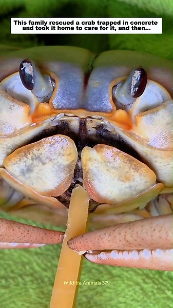 This family rescued a crab trapped in concrete and took it home to care for it, and then...