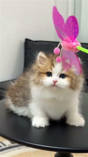 Meet Jin Jia Bai Na Po Lun's Mini Me: Napoleon's Dwarf Cat