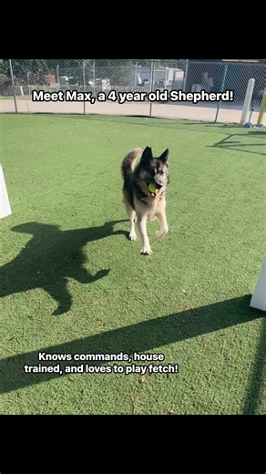 Meet Max, a 4-year-old male German Shepherd at our Clear the Shelters Adoption Fest on August 21st and 22nd! He’s house trained, knows commands, and loves to play fetch. Adoption fees are waived through September 5th! #cleartheshelters #shelbync | Cleveland County Animal Services